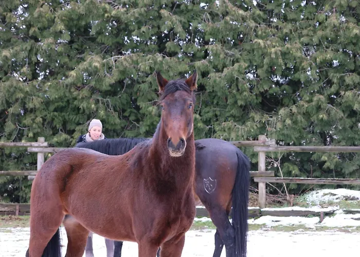Hotel Vanilla Hof Naumburg (Saale)
